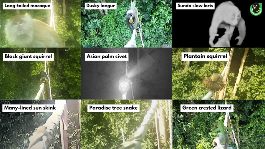 Ah Lai's Crossing is LPP's first road canopy bridge located in Teluk Bahang, Penang, aiding more than 6000 road crossings of a total of 9 wildlife species up to this day.