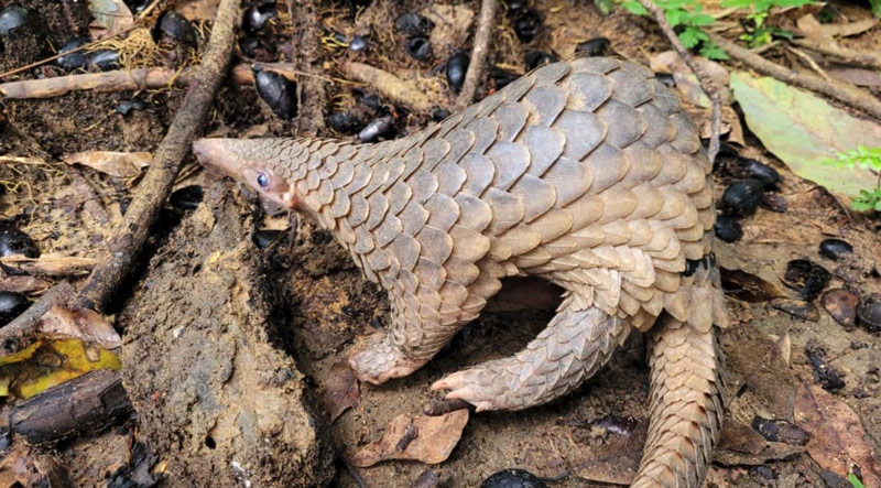 Sunda Pangolin