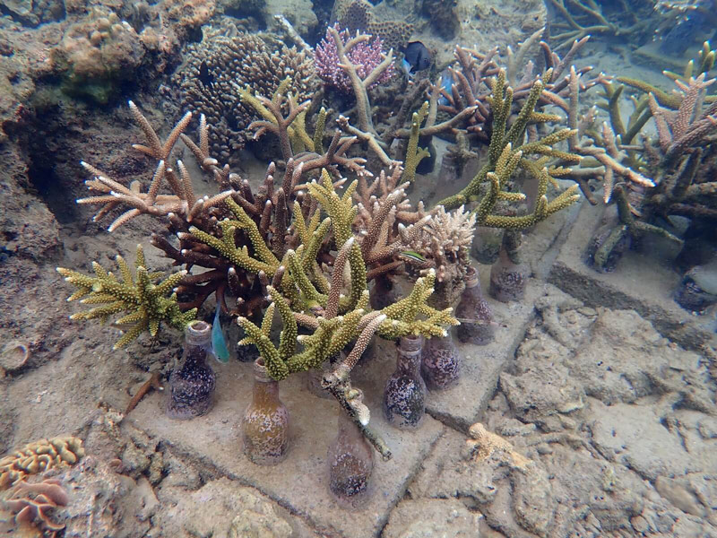Some of the coral restoration efforts run by Reef Check Malaysia at Tioman Island. The NGO used their experience and expertise to criticise the EIA report's coral relocation measures. (Reef Check Malaysia)