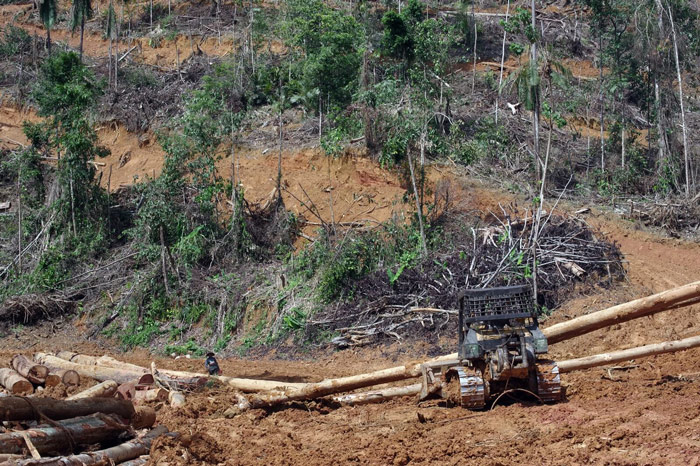 Part of a forest reserve in Kelantan being cleared for a monoculture rubber tree farm in 2021. Developers pay state governments for rights to use the land and harvest the timber. (YH Law)