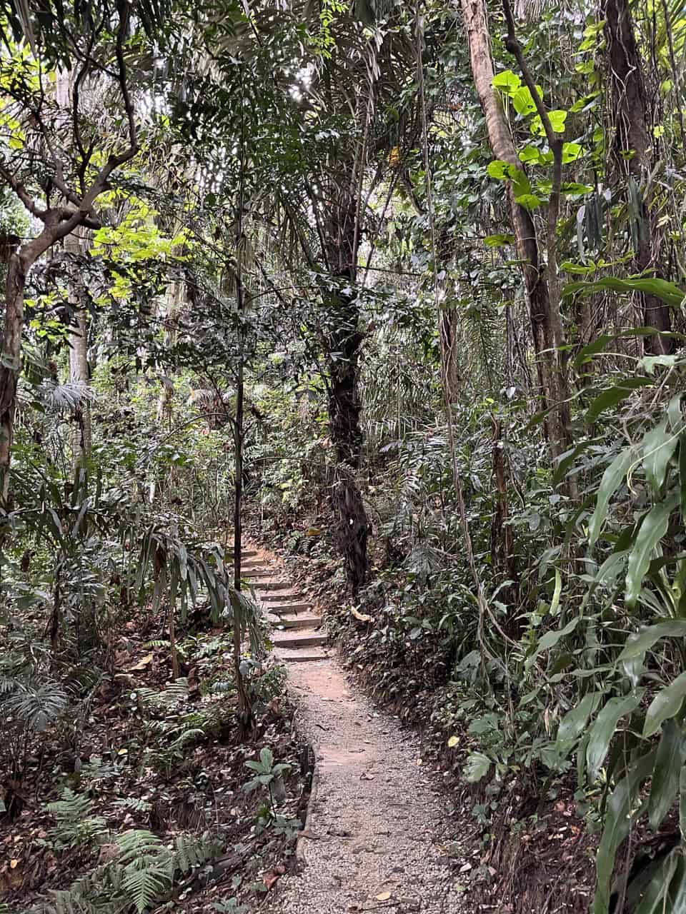Hutan kesayangan