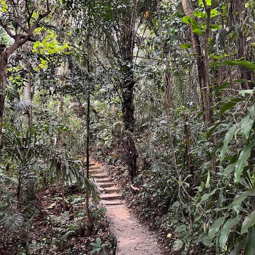 Hutan kesayangan