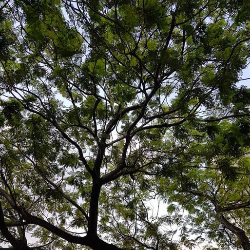 I see green