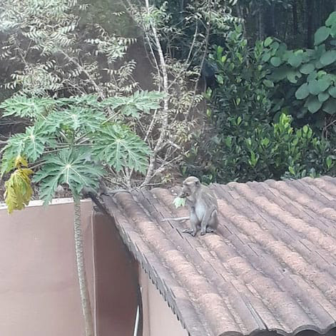 Monkey see
