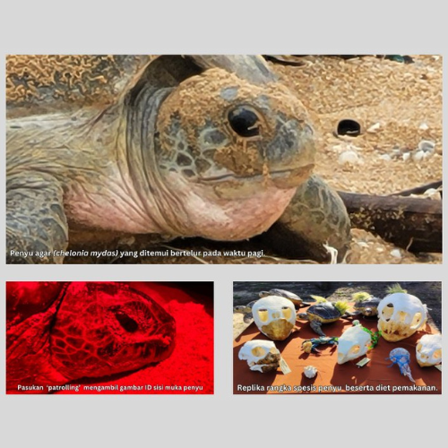 Green Sea Turtle - Muhammad Danish Daniel bin Mohd Abdullah