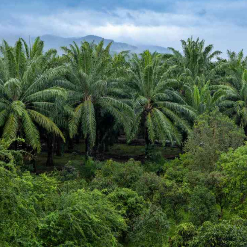 Moving towards Regenerative Oil Palm Practices at Wild Asia - Mohamad Haziq Haikal bin Abdul Latif